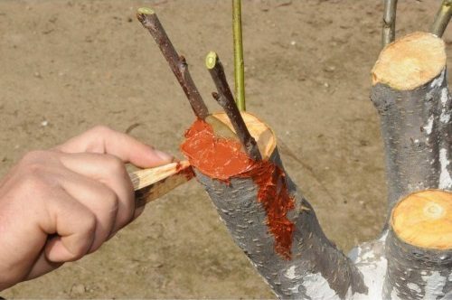 Budama ve Bordo Bulamacı Dönemine Girildi
